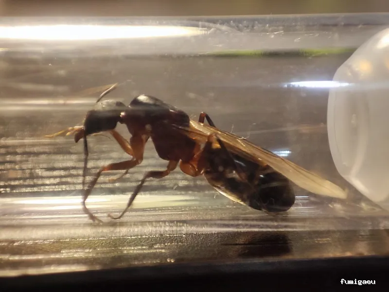 RapiPlaga Control de Plagas Marbella