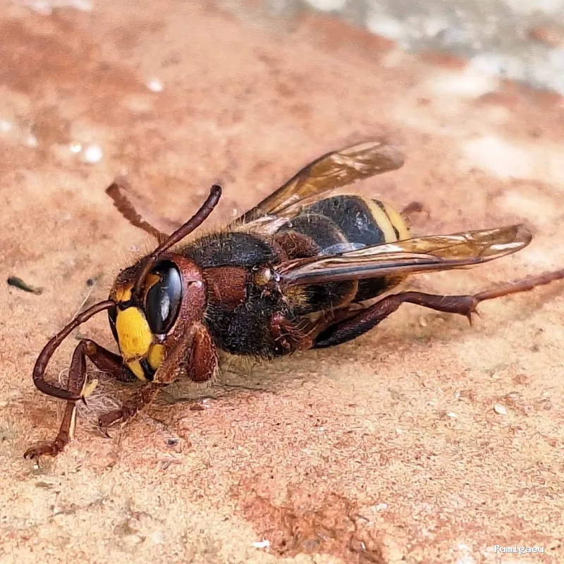 RapiPlaga Control de Plagas Marbella