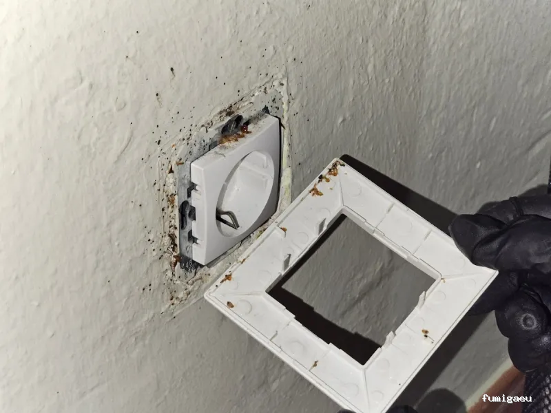 RapiPlaga Control de Plagas Marbella