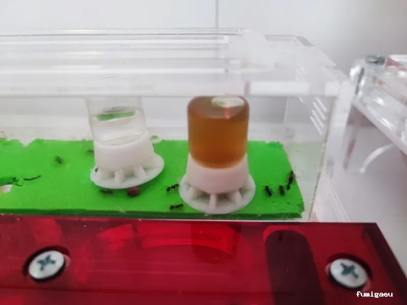 RapiPlaga Control de Plagas Marbella