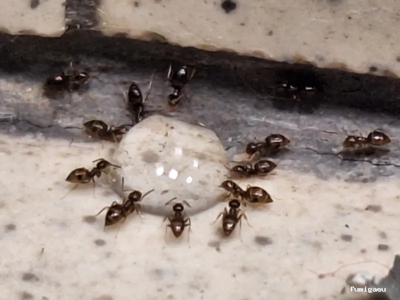 RapiPlaga Control de Plagas Marbella