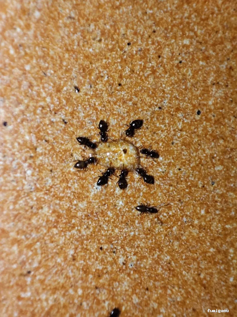 RapiPlaga Control de Plagas Marbella