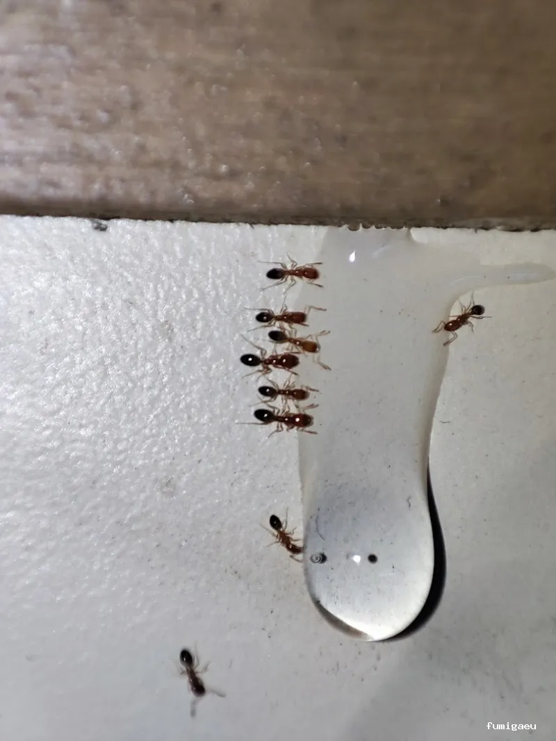 RapiPlaga Control de Plagas Marbella