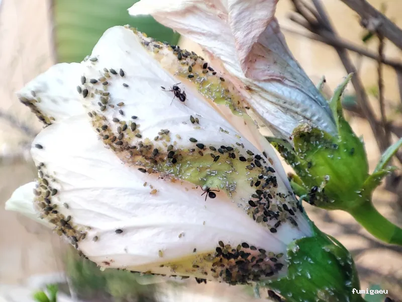 RapiPlaga Control de Plagas Marbella