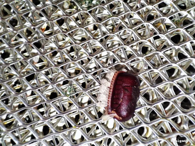 RapiPlaga Control de Plagas Marbella