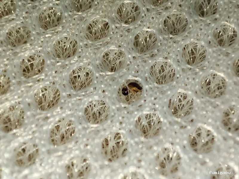 RapiPlaga Control de Plagas Marbella