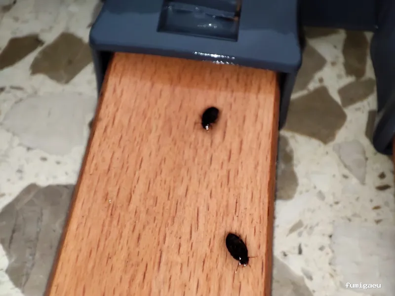 RapiPlaga Control de Plagas Marbella