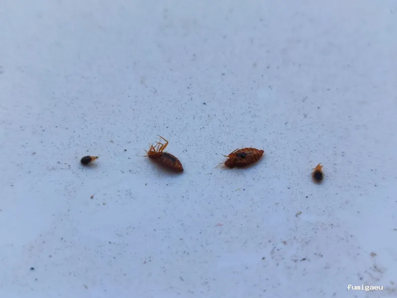 RapiPlaga Control de Plagas Marbella