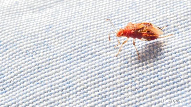 Control de Plagas Aviles Desinfestaciones Rodriguez, S.L.