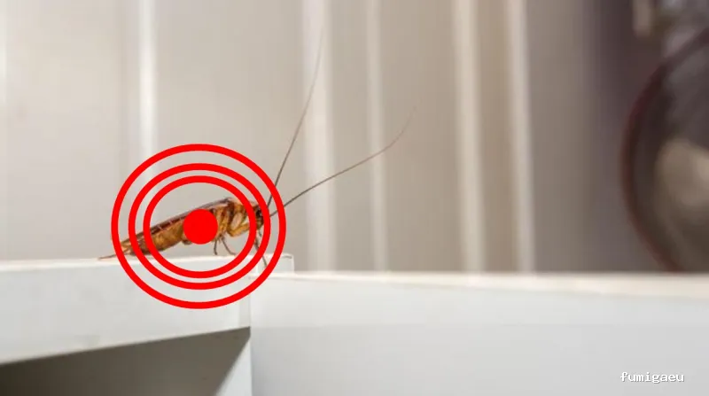 Control de Plagas Aviles Desinfestaciones Rodriguez, S.L.