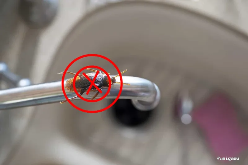 Control de Plagas Aviles Desinfestaciones Rodriguez, S.L.