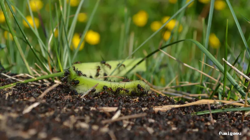 ARAVACA CONTROL DE PLAGAS