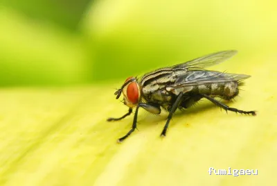 ARAVACA CONTROL DE PLAGAS