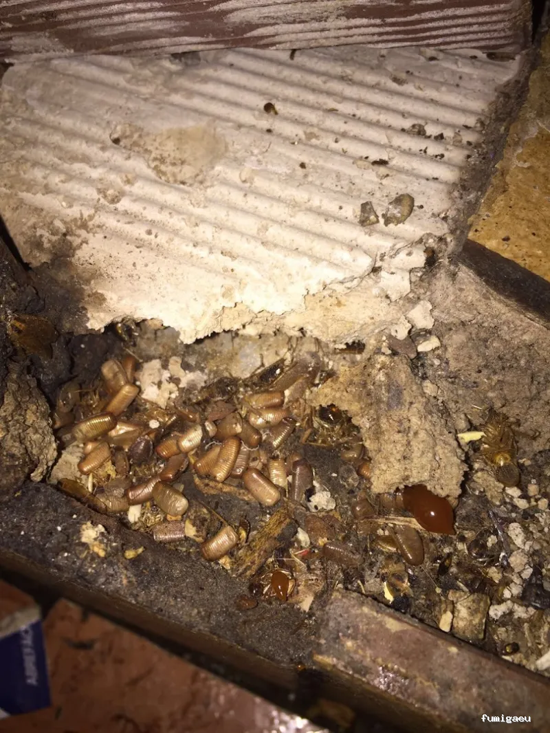 Fumiplagas Control, S.L.