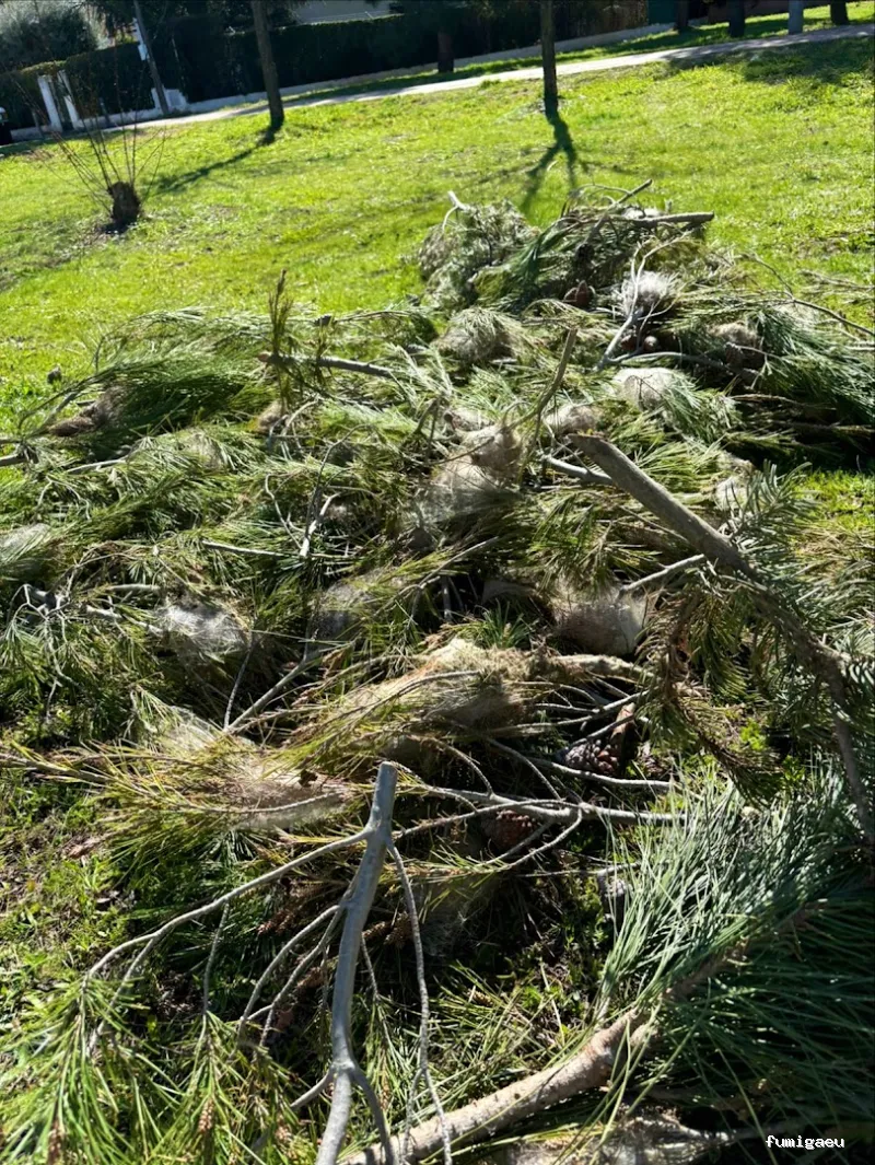 Joviquiye control de plagas S. L