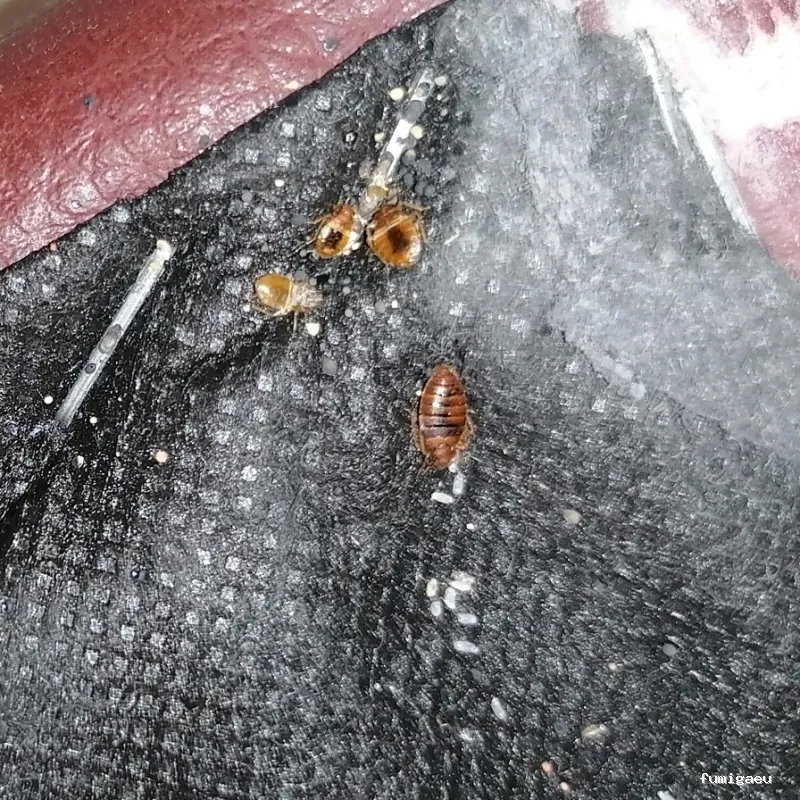 Joviquiye control de plagas S. L