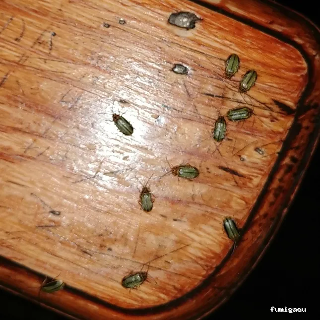 Joviquiye control de plagas S. L