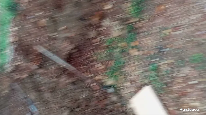 Joviquiye control de plagas S. L