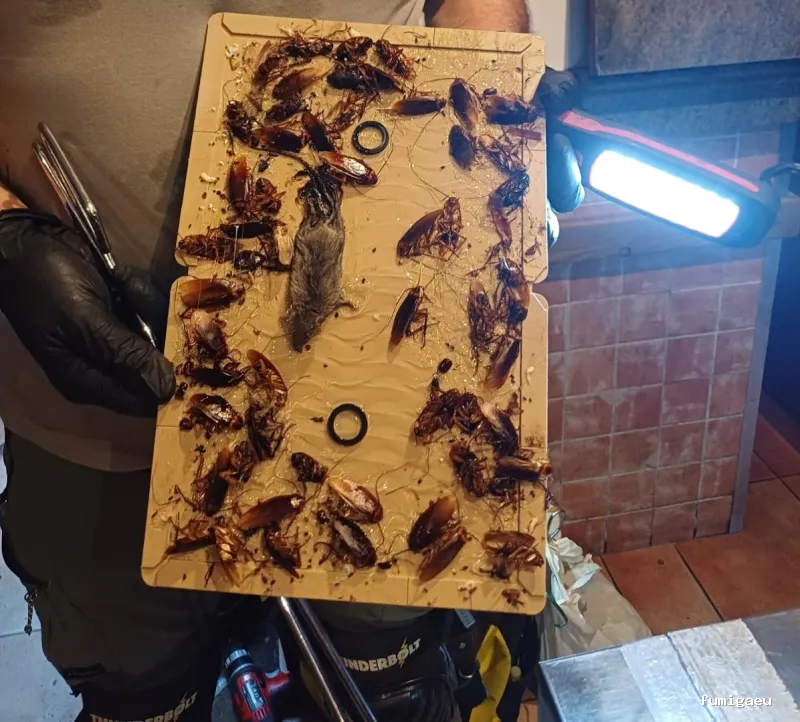 SERGASA CONTROL DE PLAGAS