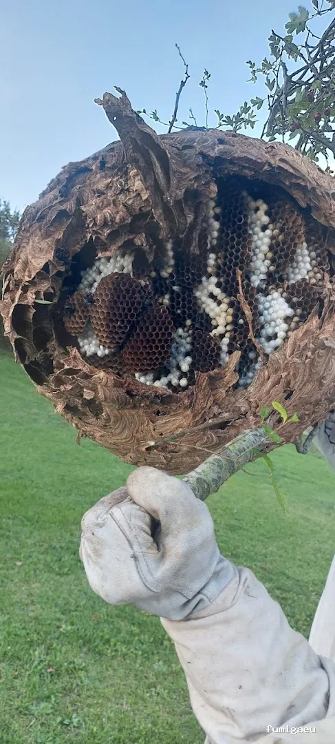 Desinfecciones Daraba Control de Plagas