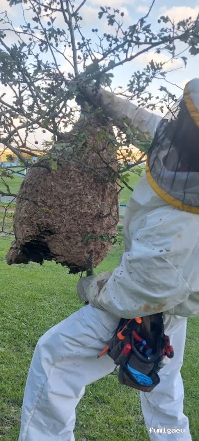 Desinfecciones Daraba Control de Plagas