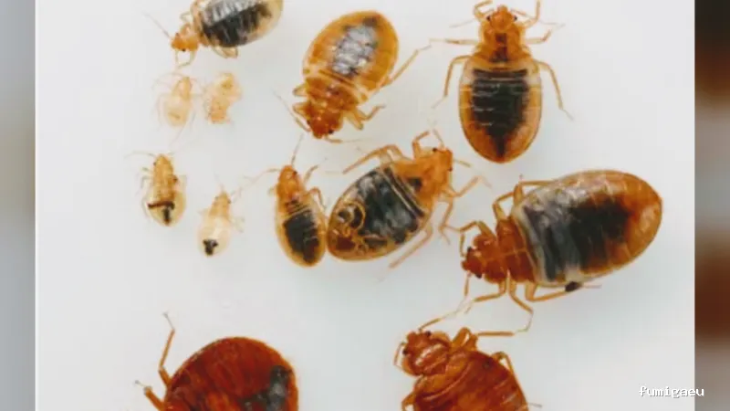 Ozoncontrol Alicante