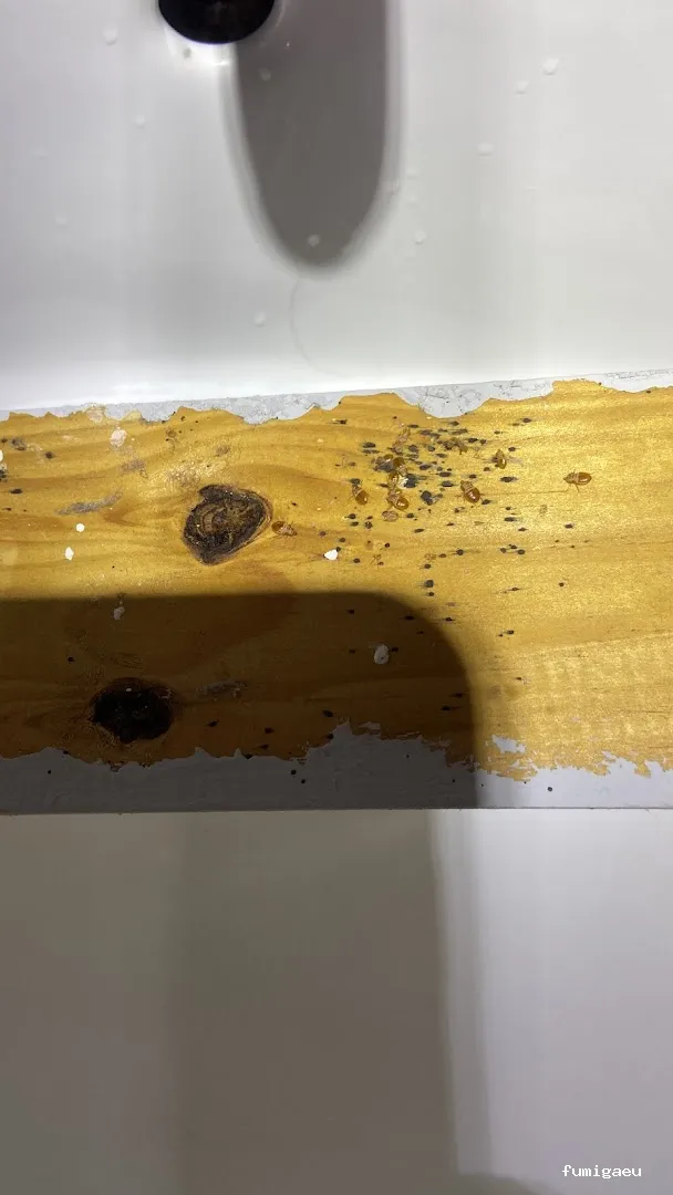 Ozoncontrol Alicante