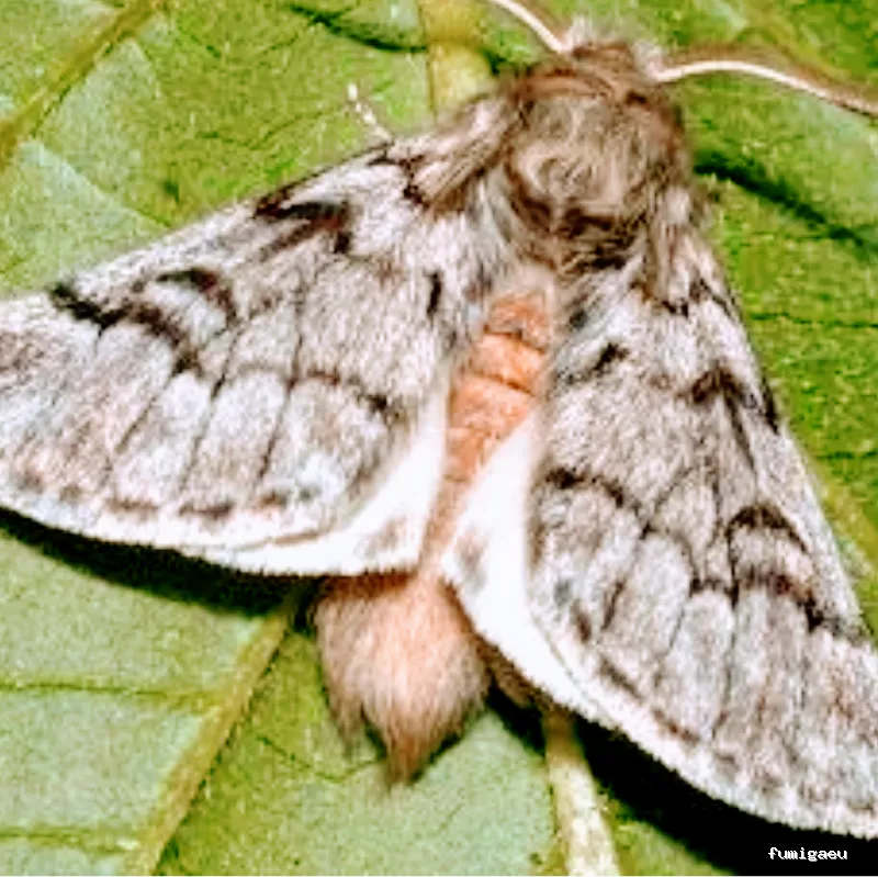 Ozoncontrol Alicante