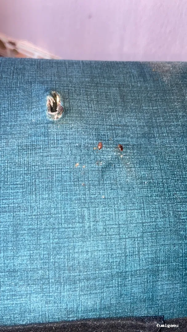 Ozoncontrol Alicante