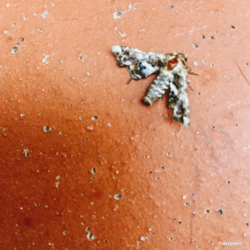 Ozoncontrol Alicante