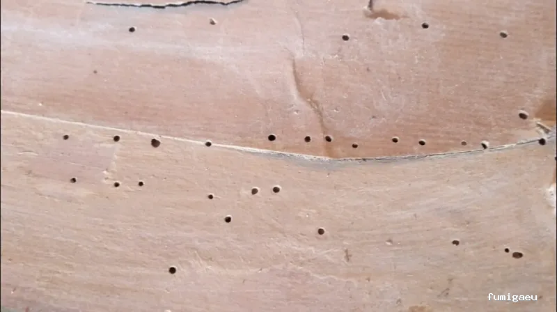 Ozoncontrol Alicante