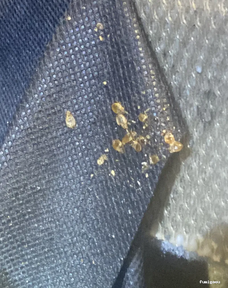 Ozoncontrol Alicante