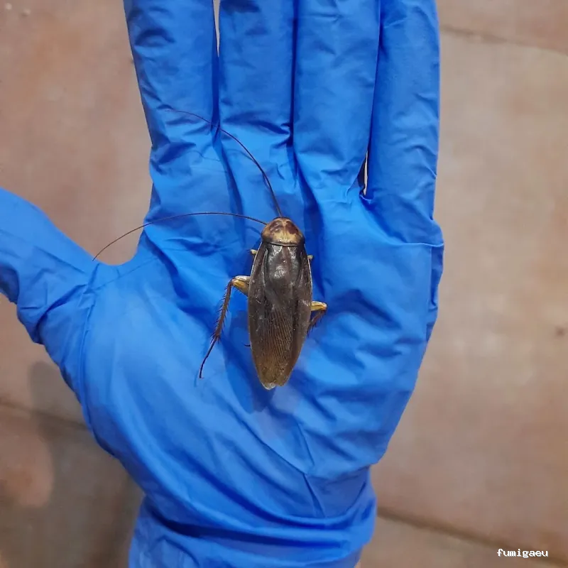 Exprodim - Control de Plagas Madrid - Expertos en la eliminación de chinches