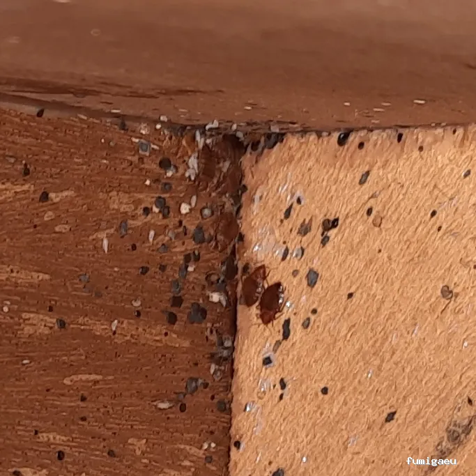 Exprodim - Control de Plagas Madrid - Expertos en la eliminación de chinches