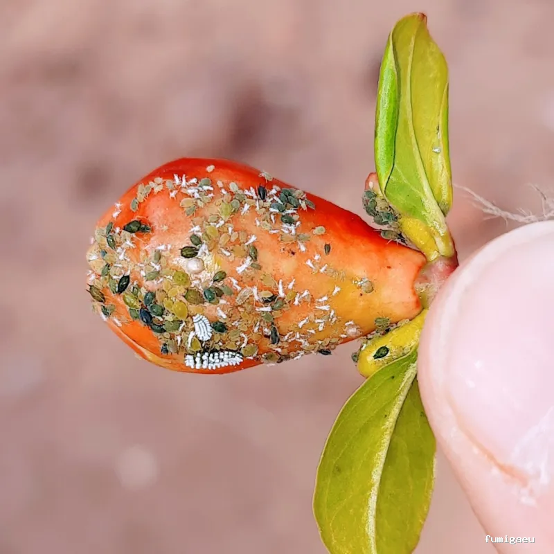 Exprodim - Control de Plagas Madrid - Expertos en la eliminación de chinches