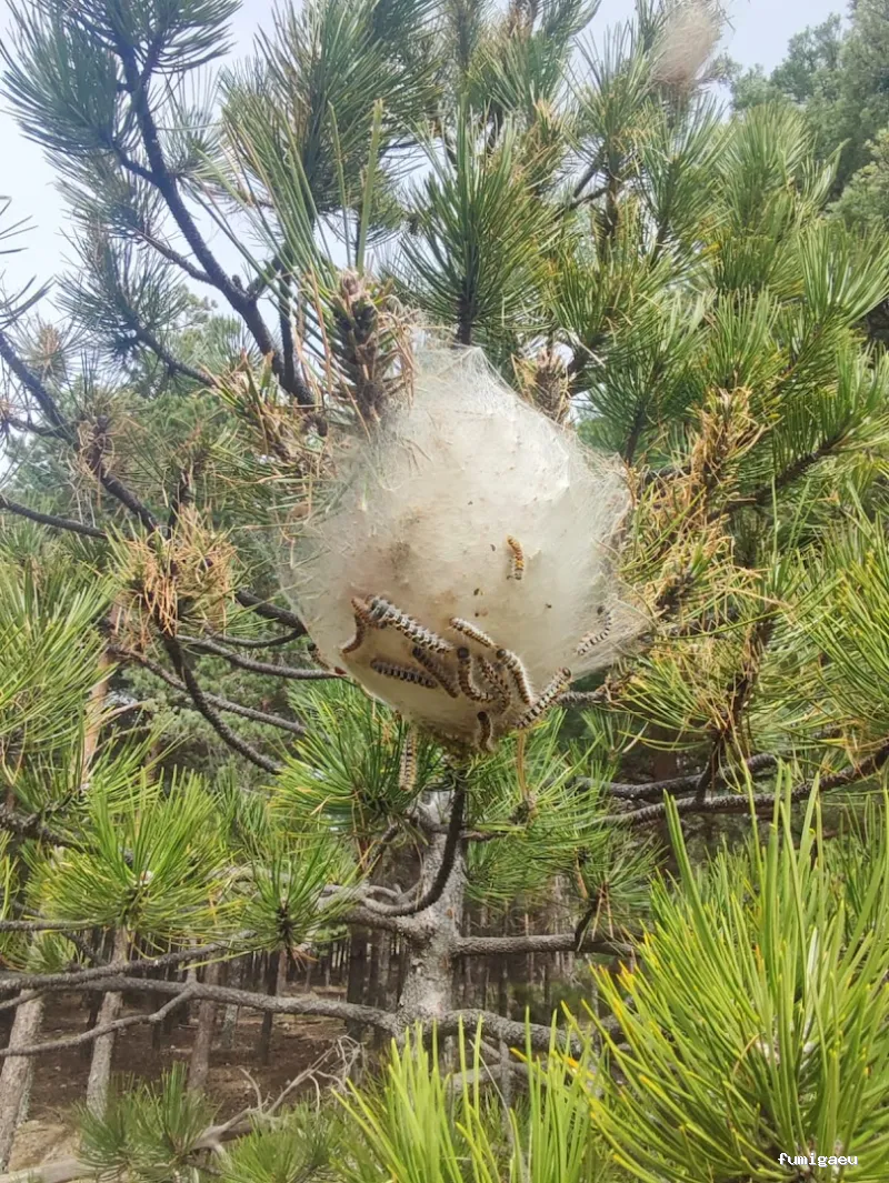 Exprodim - Control de Plagas Madrid - Expertos en la eliminación de chinches