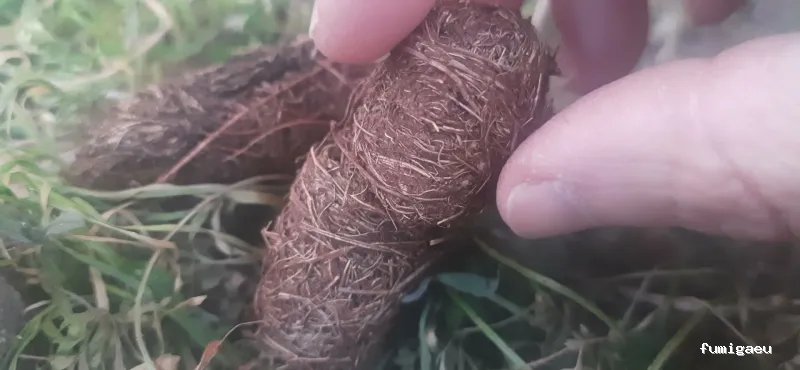 Exprodim - Control de Plagas Madrid - Expertos en la eliminación de chinches