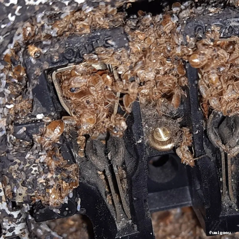 Exprodim - Control de Plagas Madrid - Expertos en la eliminación de chinches