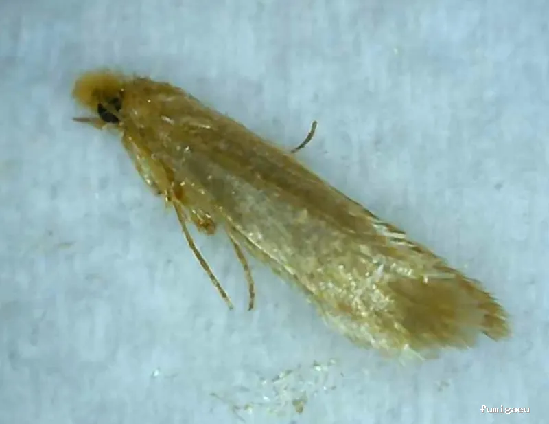 Exprodim - Control de Plagas Madrid - Expertos en la eliminación de chinches