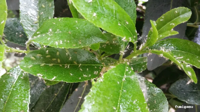 Exprodim - Control de Plagas Madrid - Expertos en la eliminación de chinches