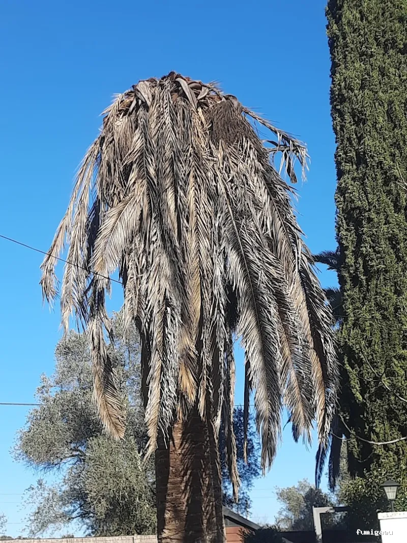 Exprodim - Control de Plagas Madrid - Expertos en la eliminación de chinches