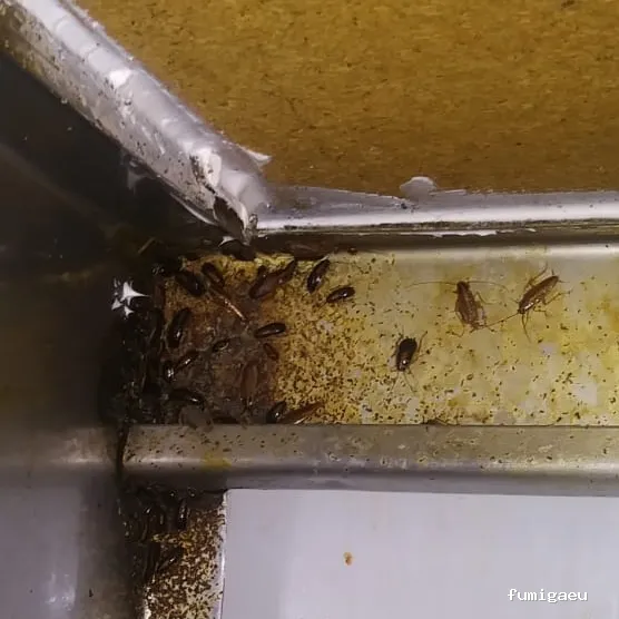 Exprodim - Control de Plagas Madrid - Expertos en la eliminación de chinches