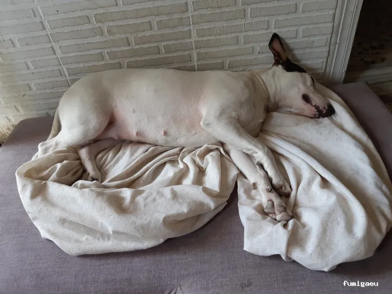 T Monzó Control & Gestión De Plagas