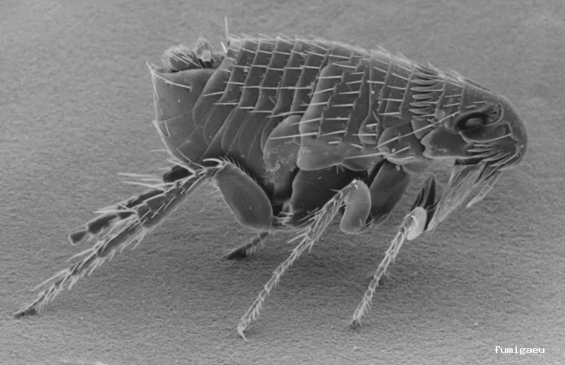 ForaPlagues - Assessorament i Control de Plagues DDD - Desinfeccions i Fumigacions