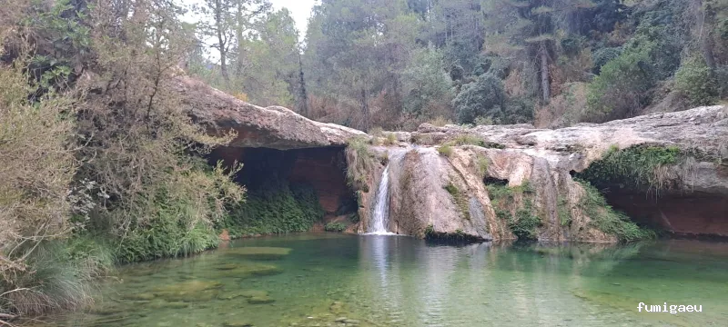 ForaPlagues - Assessorament i Control de Plagues DDD - Desinfeccions i Fumigacions