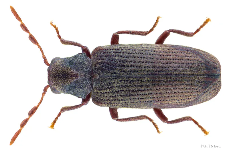 ForaPlagues - Assessorament i Control de Plagues DDD - Desinfeccions i Fumigacions