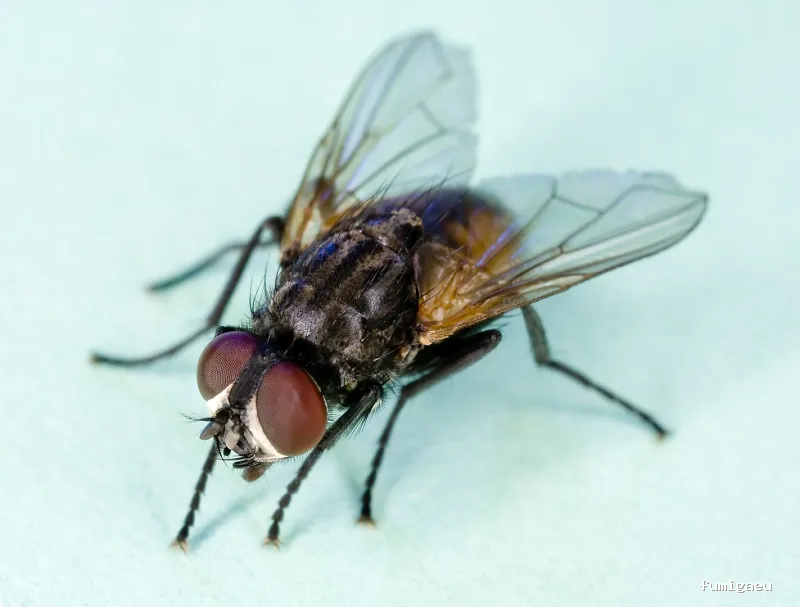 ForaPlagues - Assessorament i Control de Plagues DDD - Desinfeccions i Fumigacions