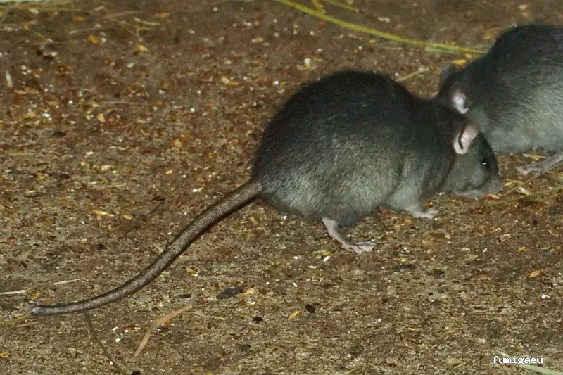 ForaPlagues - Assessorament i Control de Plagues DDD - Desinfeccions i Fumigacions