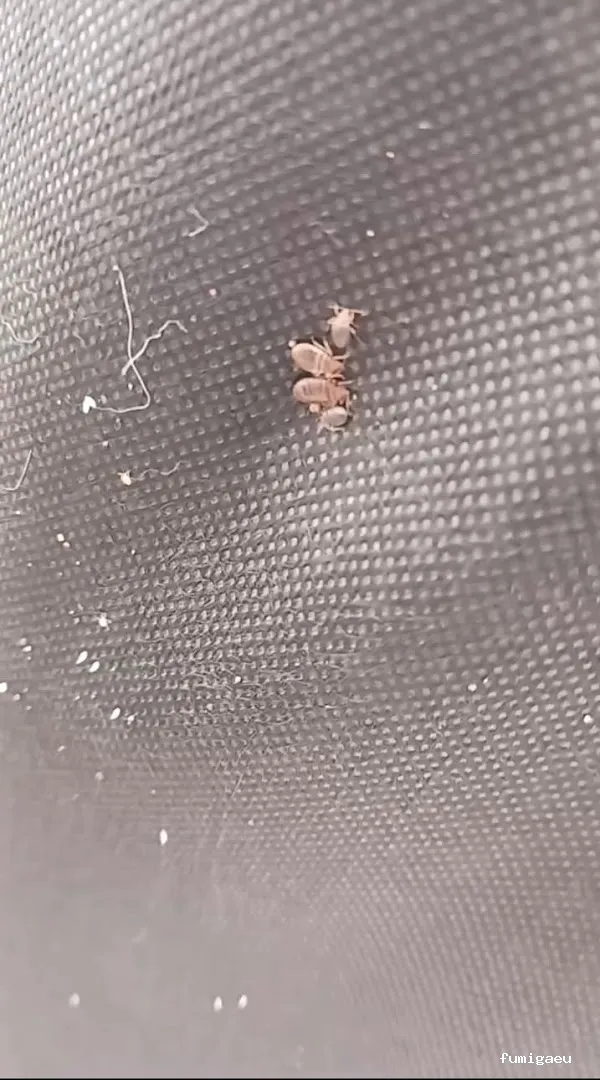 EGRALI , control de plagas