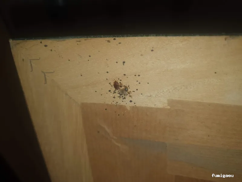 Controlkill365 Barcelona